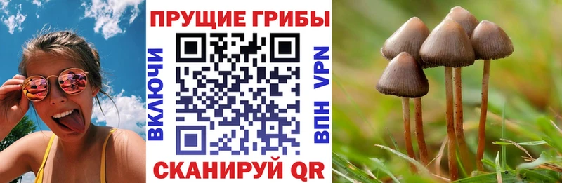 Псилоцибиновые грибы Psilocybine cubensis  Городище 
